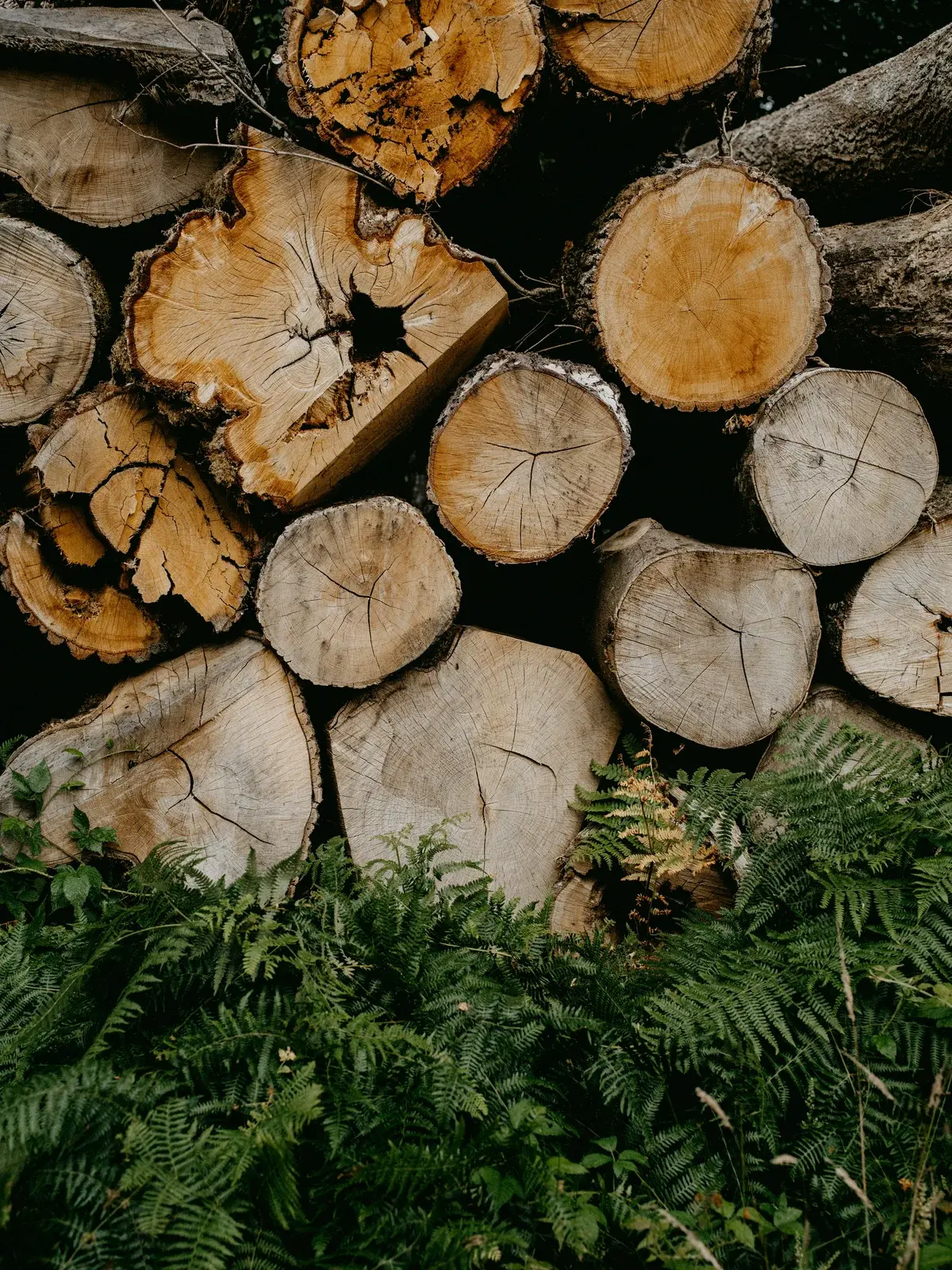 Gros plan sur des rondins de bois empilés dans la fougère
