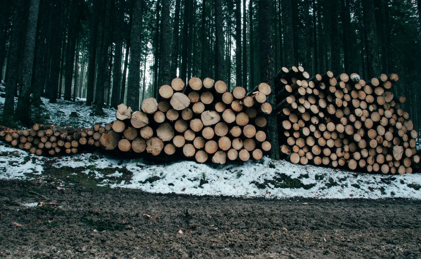 Piles de rondins de bois en bord de forêt de résineux
