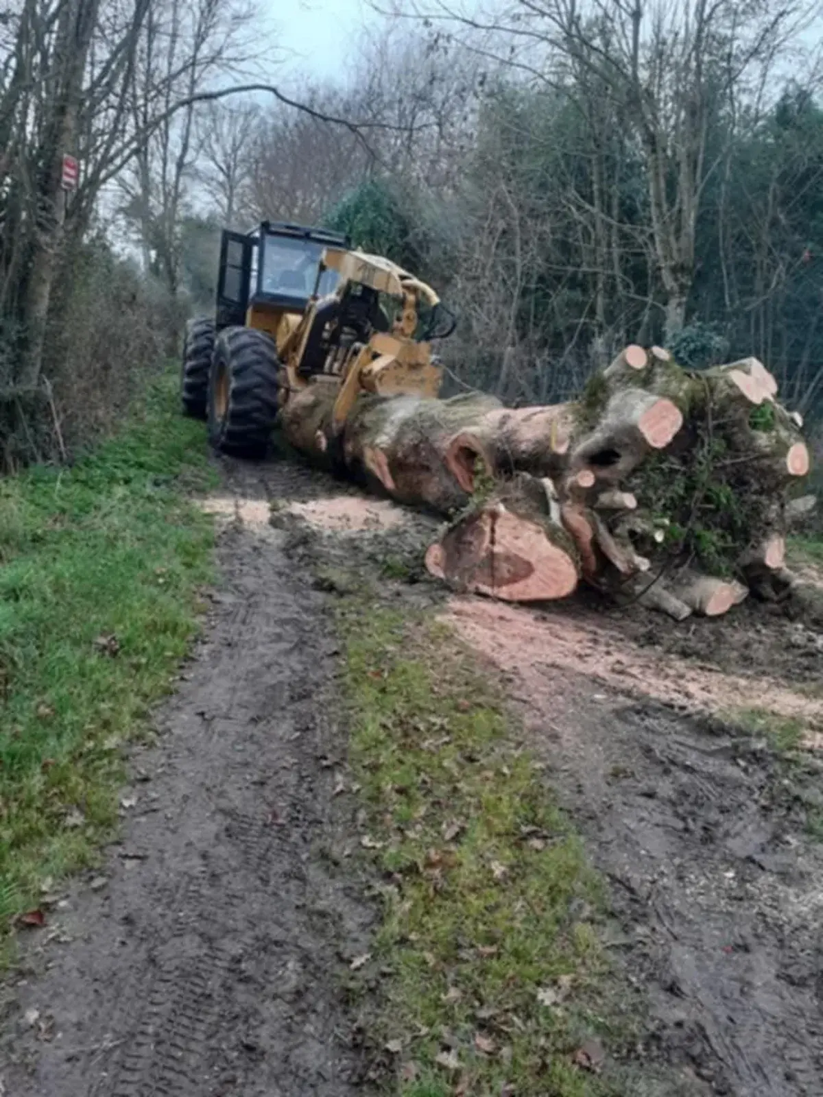 Débardage d'un tronc d'arbre sur un chemin forestier