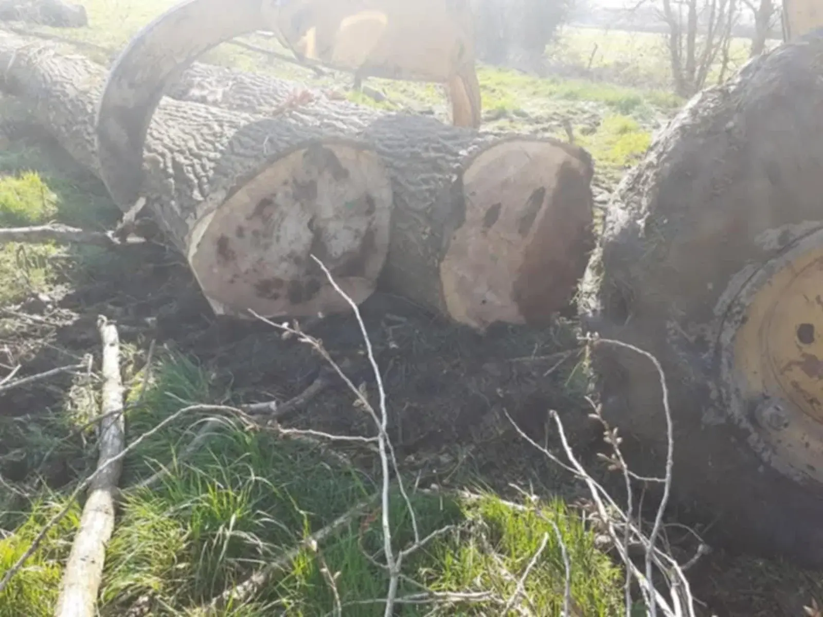 Troncs d'arbres abattus au sol après coupe