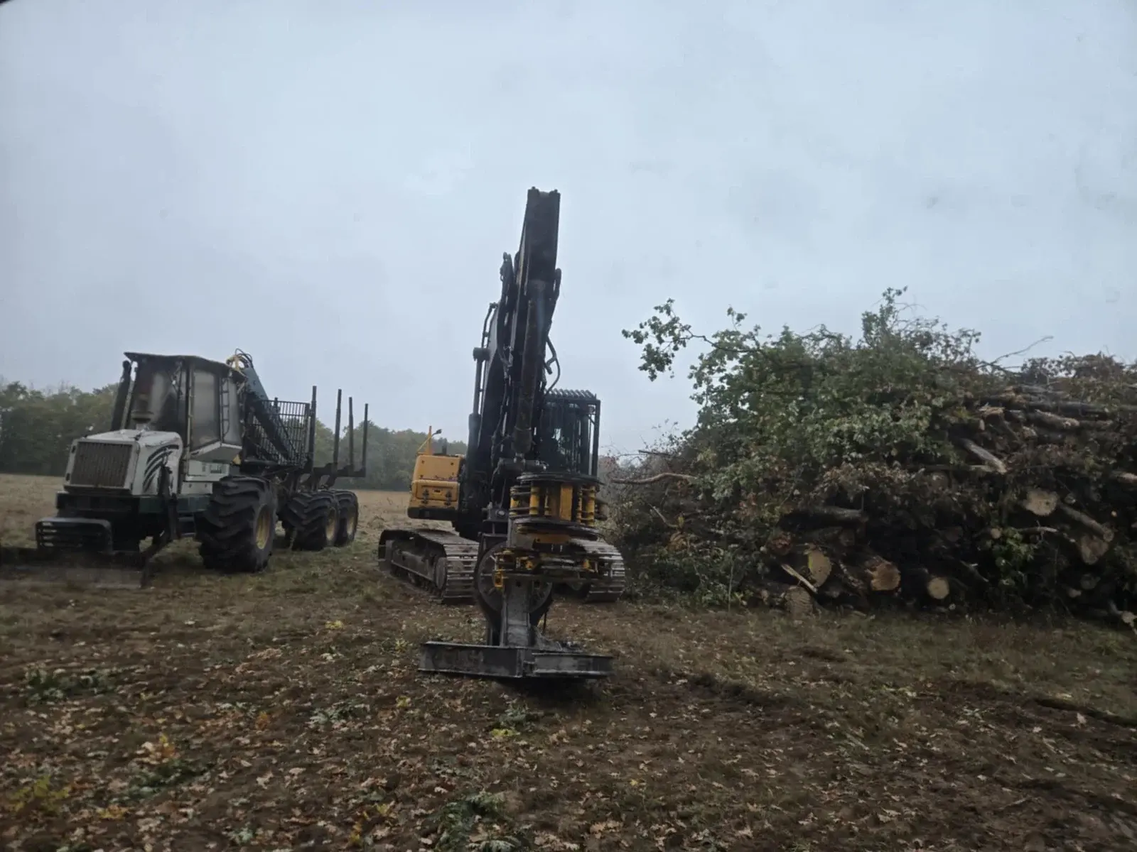 Porteur forestier et pelle équipée d'une tête d'abattage sur un chantier