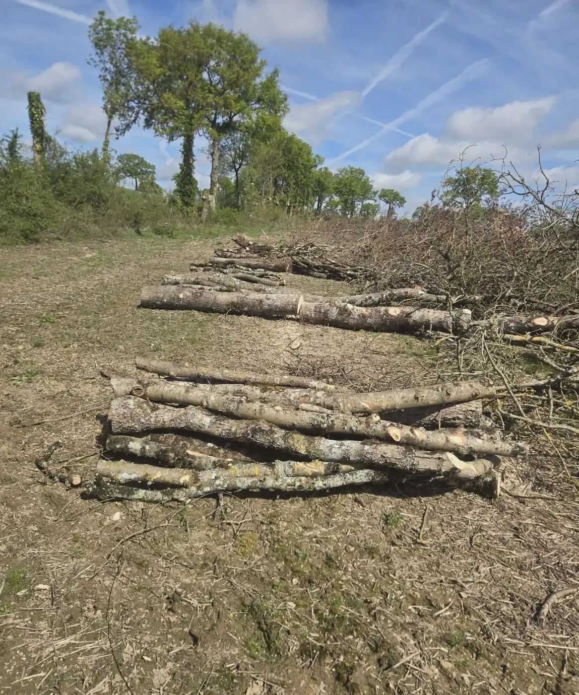 Grumes alignées sur la parcelle après la coupe