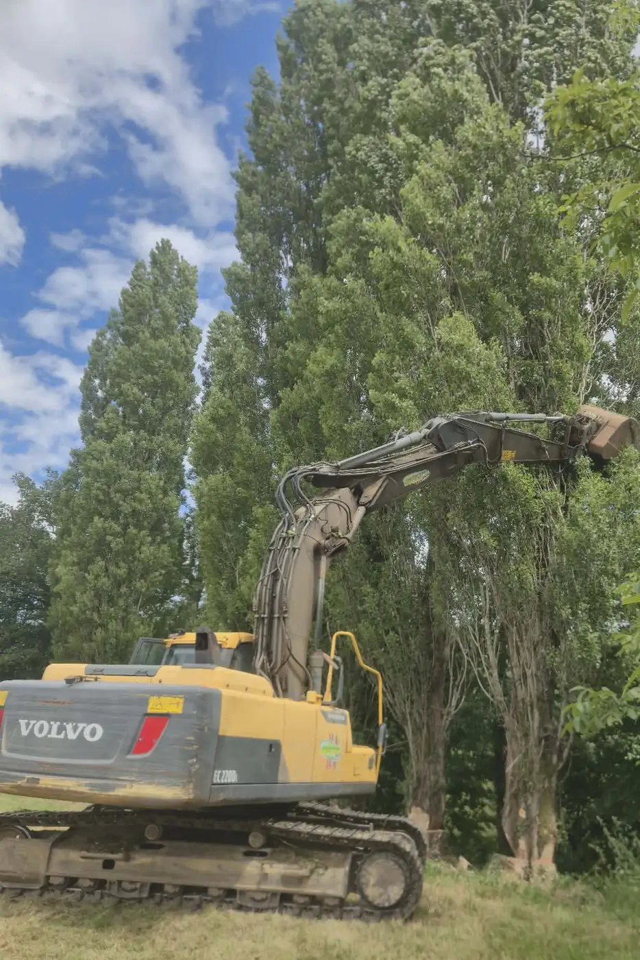 Pelle forestière Volvo au travail dans une rangée de peupliers